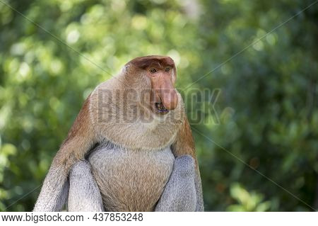 Family Of Wild Proboscis Monkey Or Nasalis Larvatus, In The Rainforest Of Island Borneo, Malaysia, C