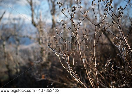 Bare Branches Of Tree Or Bush Close Up On Sunny Clear Day Frostbitten With Icicles On One Side. Firs