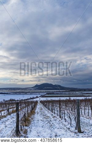 Winter vineyards under Palava near Sonberk, South Moravia, Czech Republic