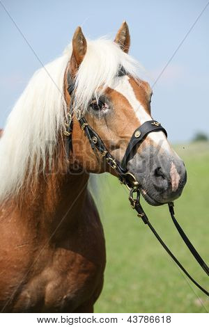 Портрет Haflinger жеребец