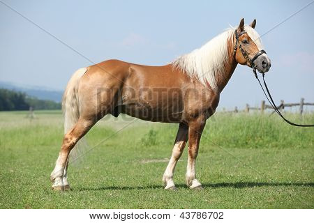 Haflinger жеребец