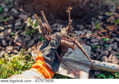 Gardener Planting Bare Rooted Peony Tubers In Soil In Autumn Garden. Fall Propagation Work