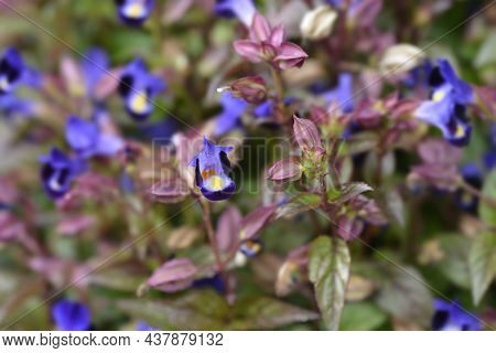 Wishbone Flower - Latin Name - Torenia Fournieri