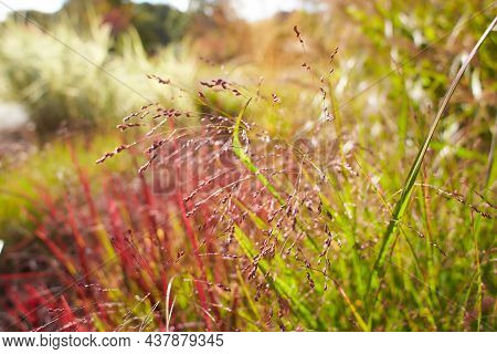 Blooming Red Grass On Edge Of Sunny Summer Day.