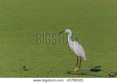Lille hejre (egretta Garzetta)