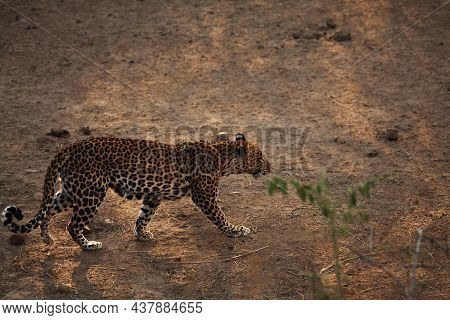 The African Leopard (panthera Pardus Pardus) Male Have Walking On The Dry Sand. Hunting African Leop