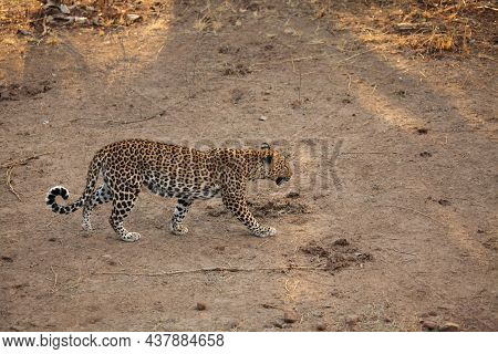 The African Leopard (panthera Pardus Pardus) Male Have Walking On The Dry Sand. Hunting African Leop