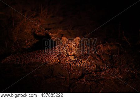 The African Leopard (panthera Pardus Pardus) Male Have A Rest Before The Hunt. Hunting African Leopa