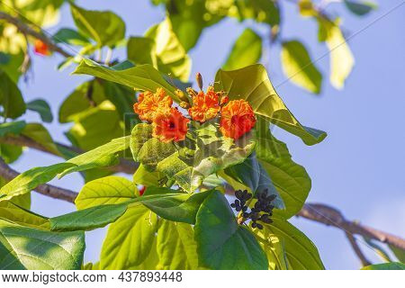 Kou Cordia Subcordata Flowering Tree With Blue Sky In Mexico.