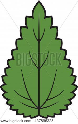 Nettle Leaf Icon. Color Vector Illustration (design).