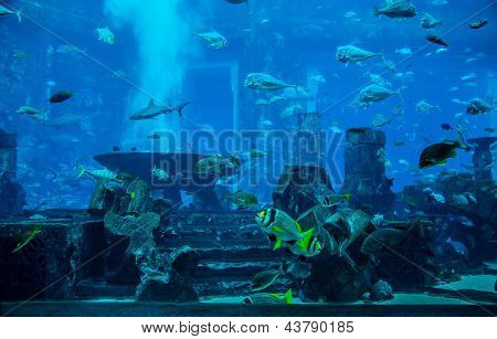 Aquarium Tropical Fish On A Coral Reef