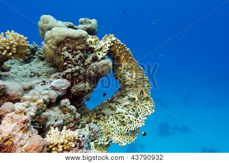 coral reef with yellow fire coral at the bottom of tropical sea