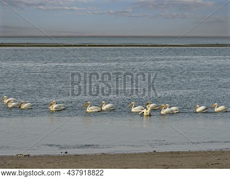 West Africa. Mauritania. A Flock Of Pelicans Swim Near The Atlantic Ocean In The Banc National Natur