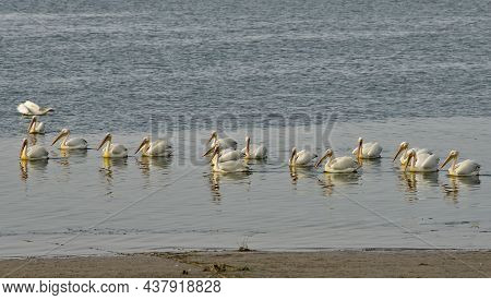 West Africa. Mauritania. A Flock Of Pelicans Swim Near The Atlantic Ocean In The Banc National Natur