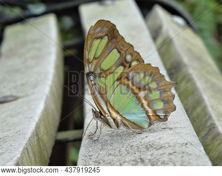 Beautyful Butterfly On A Park Bench As A Close Up