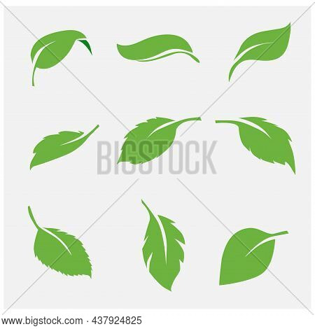 Collection Leaf Icon Set Illustration, Eco, Green, Natural Set On White Background.