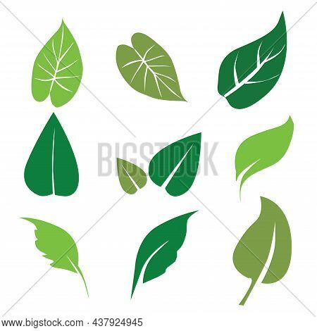 Collection Leaf Icon Set Illustration, Eco, Green, Natural Set On White Background.