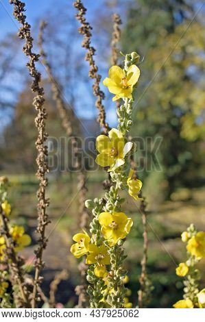 Verbascum Thapsus. Its Small, Yellow Flowers Are Densely Grouped On A Tall Stem, Which Grows From A 