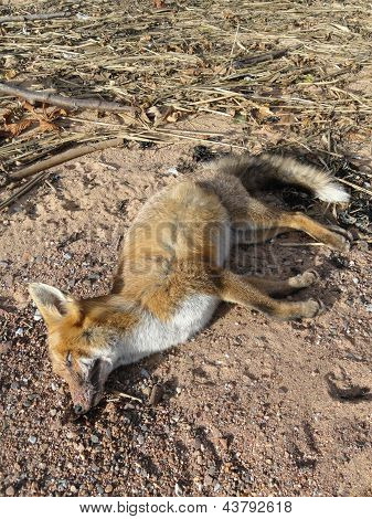 Fox