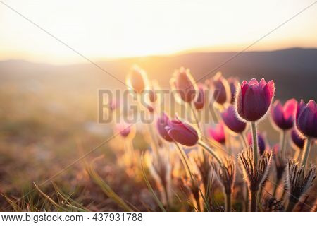 Purple Wild Crocus Flavus Flower Or Pulsatilla Or Pasque Flower Growing At Sunset Outdoors. Early Si