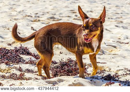 Mexican Chihuahua Dog On The Beach Playa Del Carmen Mexico.