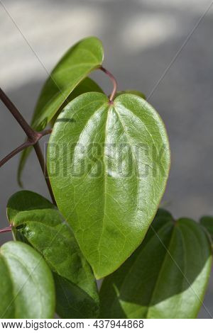 Armand Clematis Leaves - Latin Name - Clematis Armandii