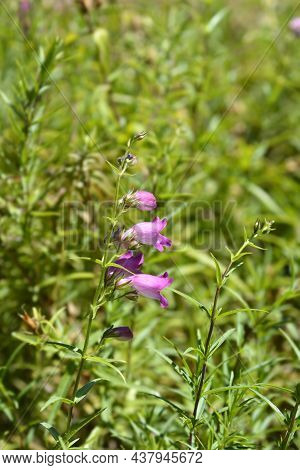Red Rocks Beard Tongue - Latin Name - Penstemon X Mexicali Red Rocks