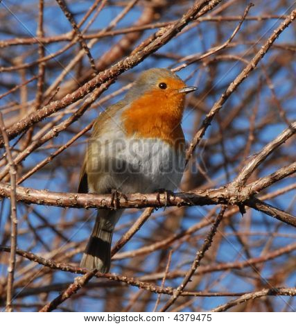 Robin