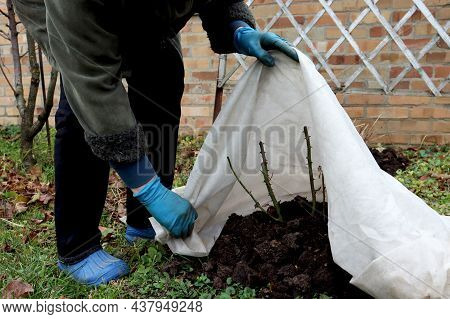 Shelter Roses For The Winter. Frost Protection For Garden Plants. Autumn Garden Work. Gloved Hands