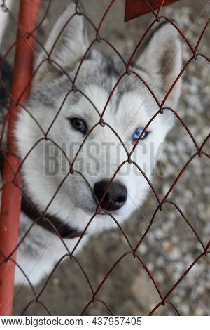 Husky With Different Eyes Behind The Net Looks Like A Slave Begging To Be Released Into The Wild