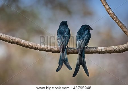 Une paire de Drongo noir perché sur une branche en plein soleil