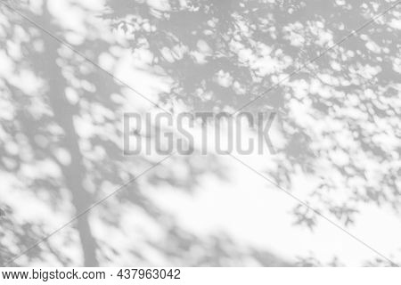 Trees Branch And Leaf With Shadow On A White Concrete Wall. Leaf Pattern. Blurred Background.