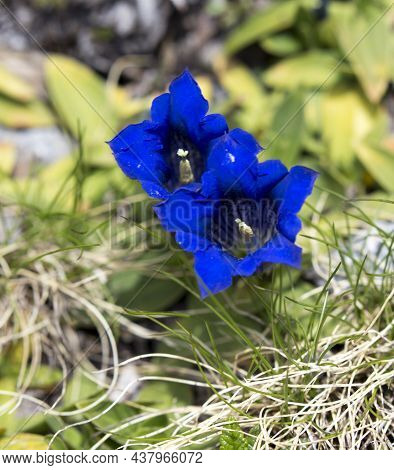 Picture Of Flower Of Genziana Acaule