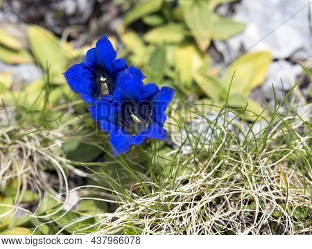 Picture Of Flower Of Genziana Acaule
