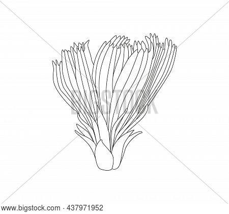 Illustration Of Medicinal Herbs Chicory. Chicory Plant And Chicory Root Vector.