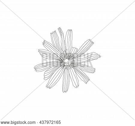 Illustration Of Medicinal Herbs Chicory. Chicory Plant And Chicory Root Vector.