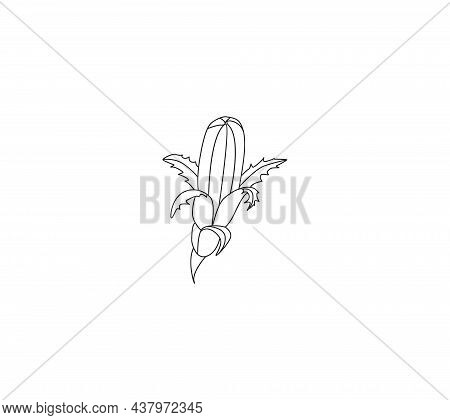 Illustration Of Medicinal Herbs Chicory. Chicory Plant And Chicory Root Vector.
