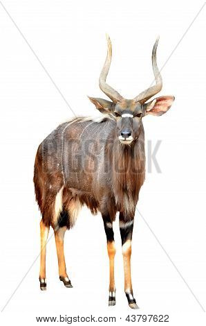 Nyala isolata On White Background