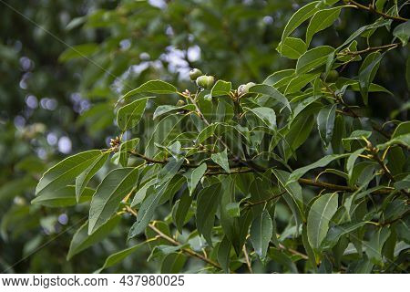Close-up Of Green Leaves And Acorns Of Quercus Myrsinifolia, Commonly Called Chinese Ring-cupped Oak