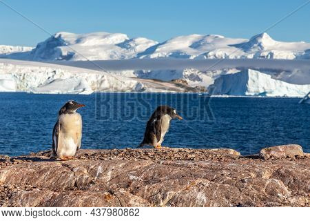 Gentoo Penguins Standing On The Coastline With Icebergs In The Background, Cuverville Island, Antarc