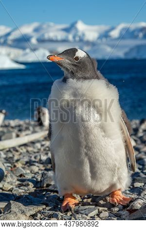 Gentoo Penguin Chick Standing On The Coastline With Sea And Mountains In The Background, Cuverville 