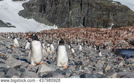 Gentoo Penguins Standing On The Coastline, Cuverville Island, Antarctica