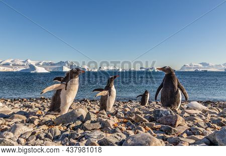 Gentoo Penguins Standing On The Coastline With Icebergs In The Background, Cuverville Island, Antarc