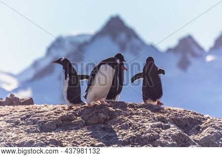 Gentoo Penguins Standing On The Coastline With Mountains In The Background, Cuverville Island, Antar