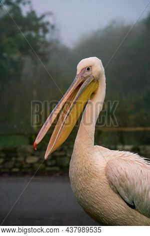 Portrait Of Great White Pelican  On Hazy Autumn Day