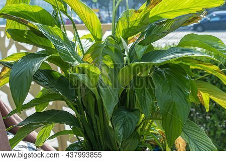 Spathiphyllum Cochlearispathum. Perennial Evergreens Of Araceae Family, Popular Houseplants In Pot O