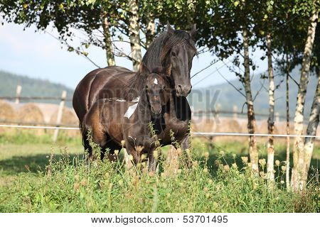 Mare With Foal Running In Autumn