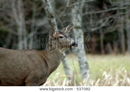 Blacktail zblízka