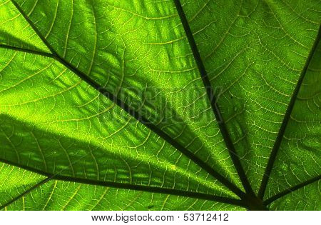 Leaf close up