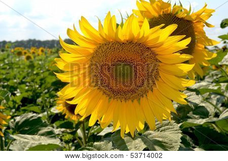 Sunflower